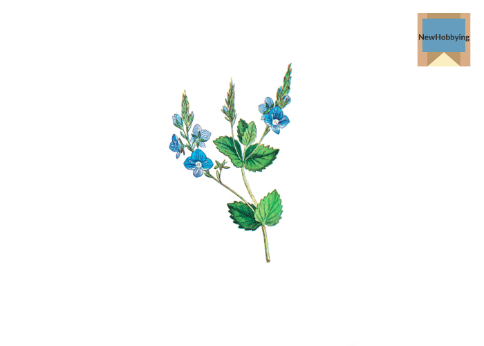 Botanical illustrations