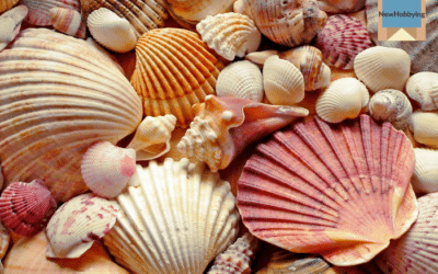 How to Start Collecting Seashells: A Beginner’s Guide
